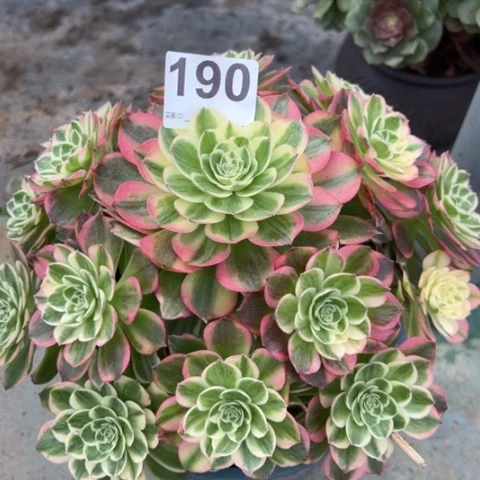 190海王22厘米左右