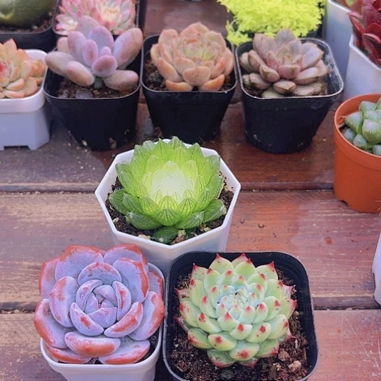 宝莲灯➕白茶➕梦瑶带盆