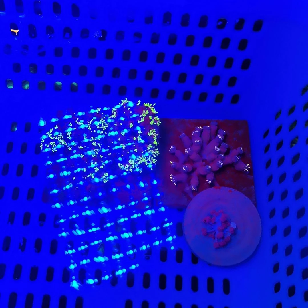 纽扣珊瑚闪千手套餐