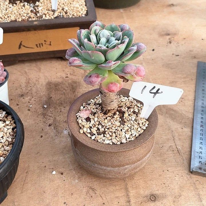 多肉植物，雨滴14号