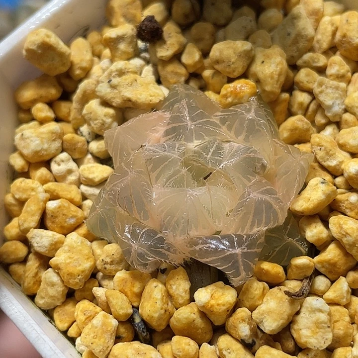 730糊斑白赤线锦福利