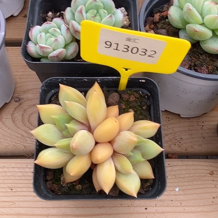 得***?金汇园艺9130032红象牙