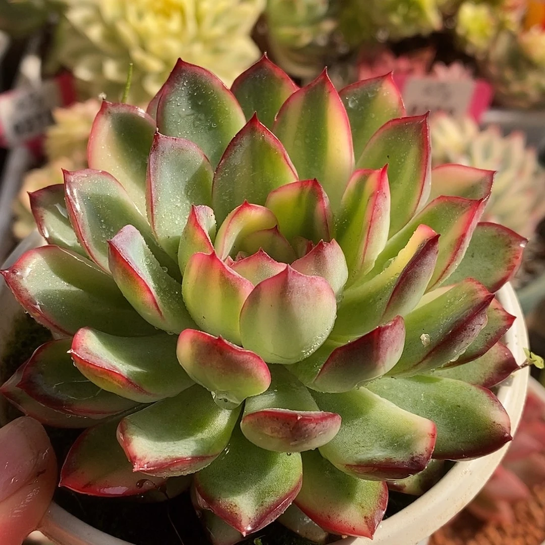 274雨燕座拉丝哈哈哈哈