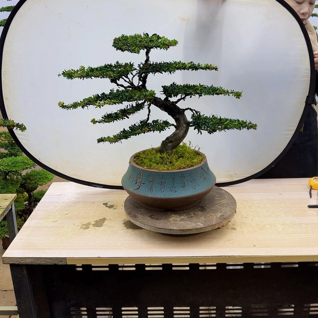 盆景直播间一物一拍