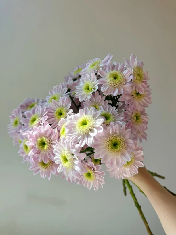 蒙娜丽莎粉小菊夏日鲜花水培花期长鲜花