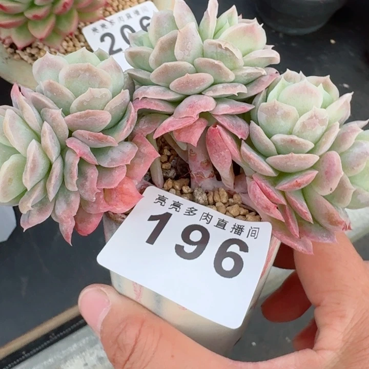 泡泡纱裙树桩         精控精养多肉植物