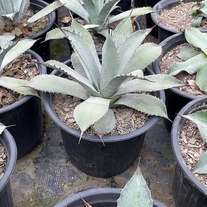 无花朵虚空3578999