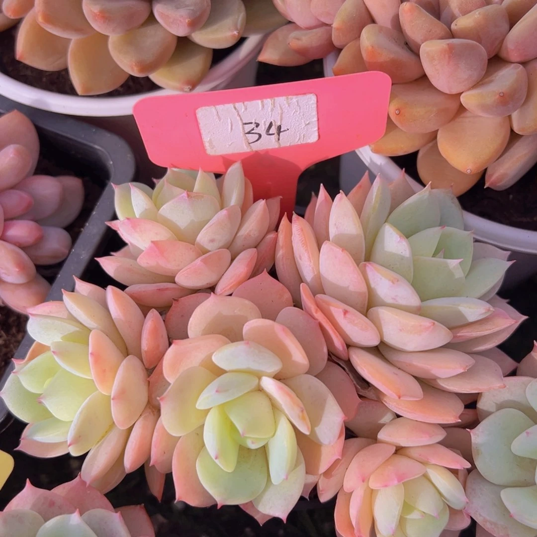 R****l香玉的故事是一个人的故事吗