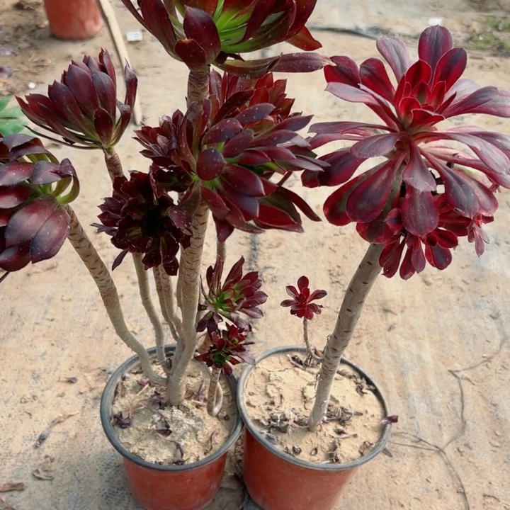 629。628多肉植物