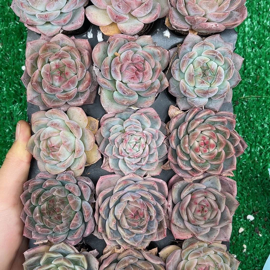 多肉一物一拍24-57