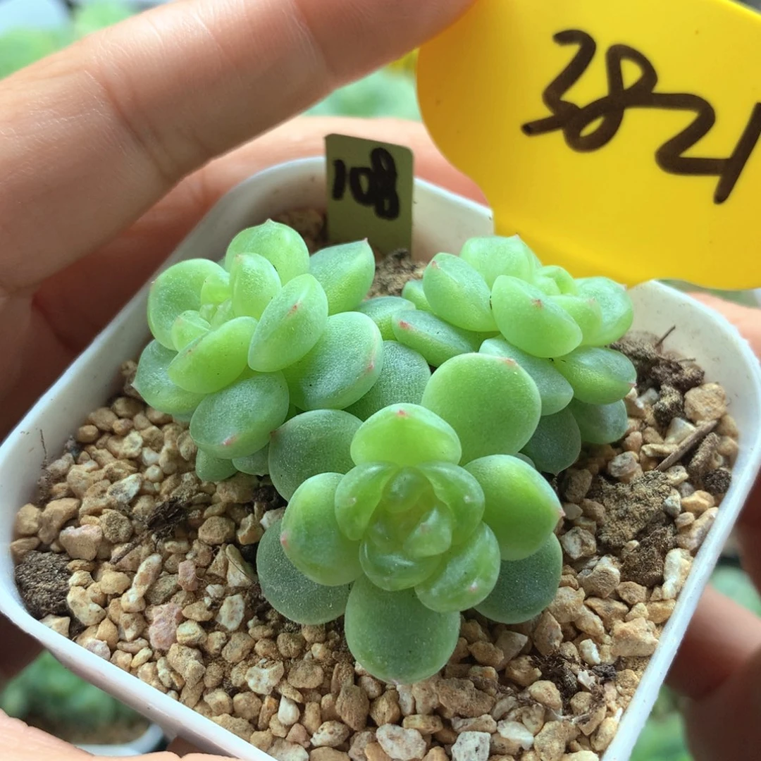 玲珑珍妮3头群3821