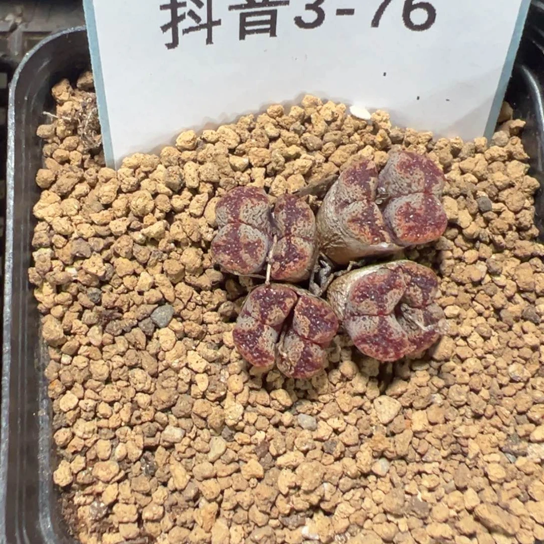 3-76肉锥多肉植物
