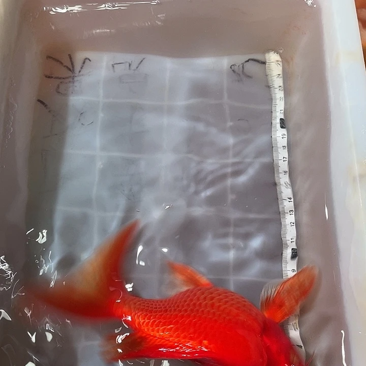 蝴蝶鲤鱼渔场直发133