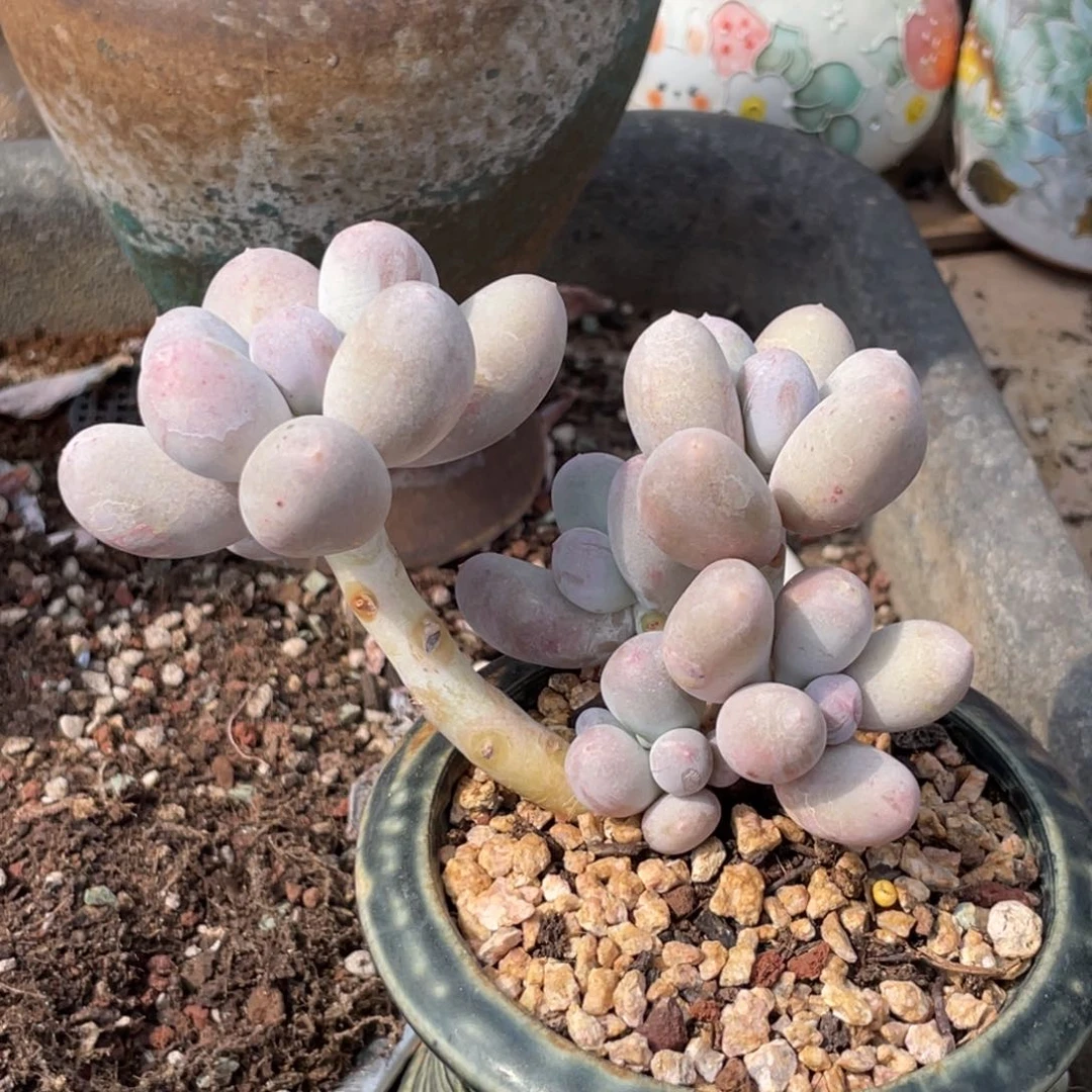 春**道多肉老桩漂亮