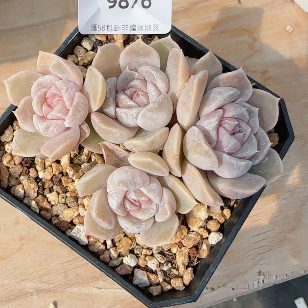 汉堡无砍，9876多肉植物