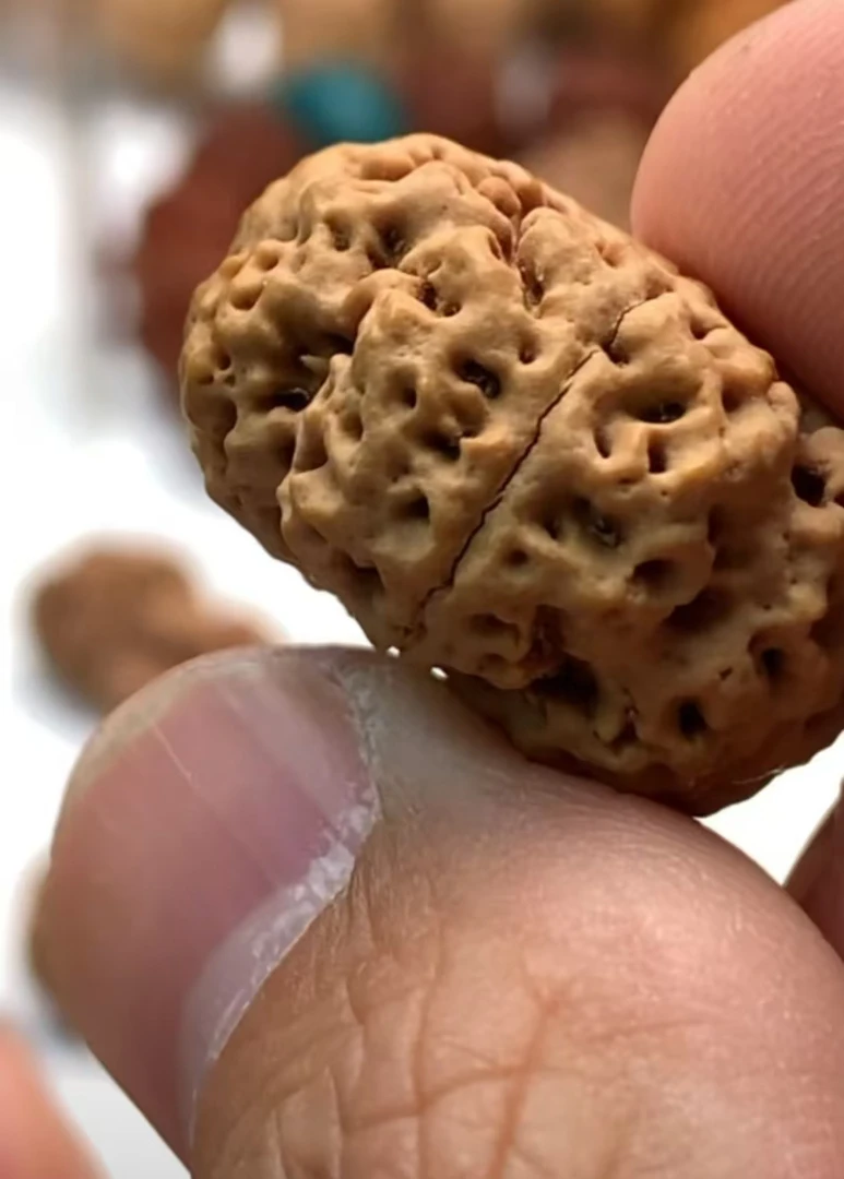 「五星蜂王夹板」尼泊尔大金刚菩提