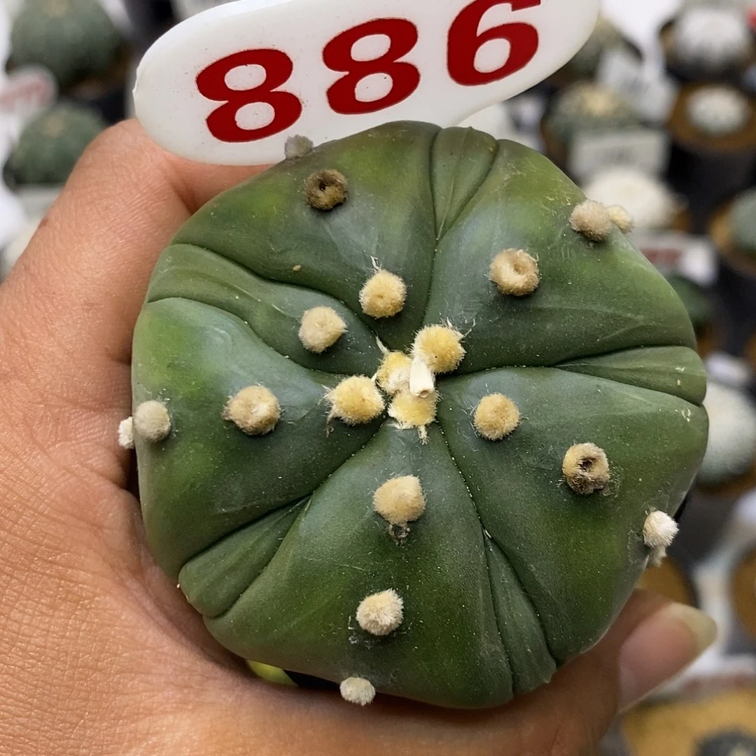 886福利特价来了特价