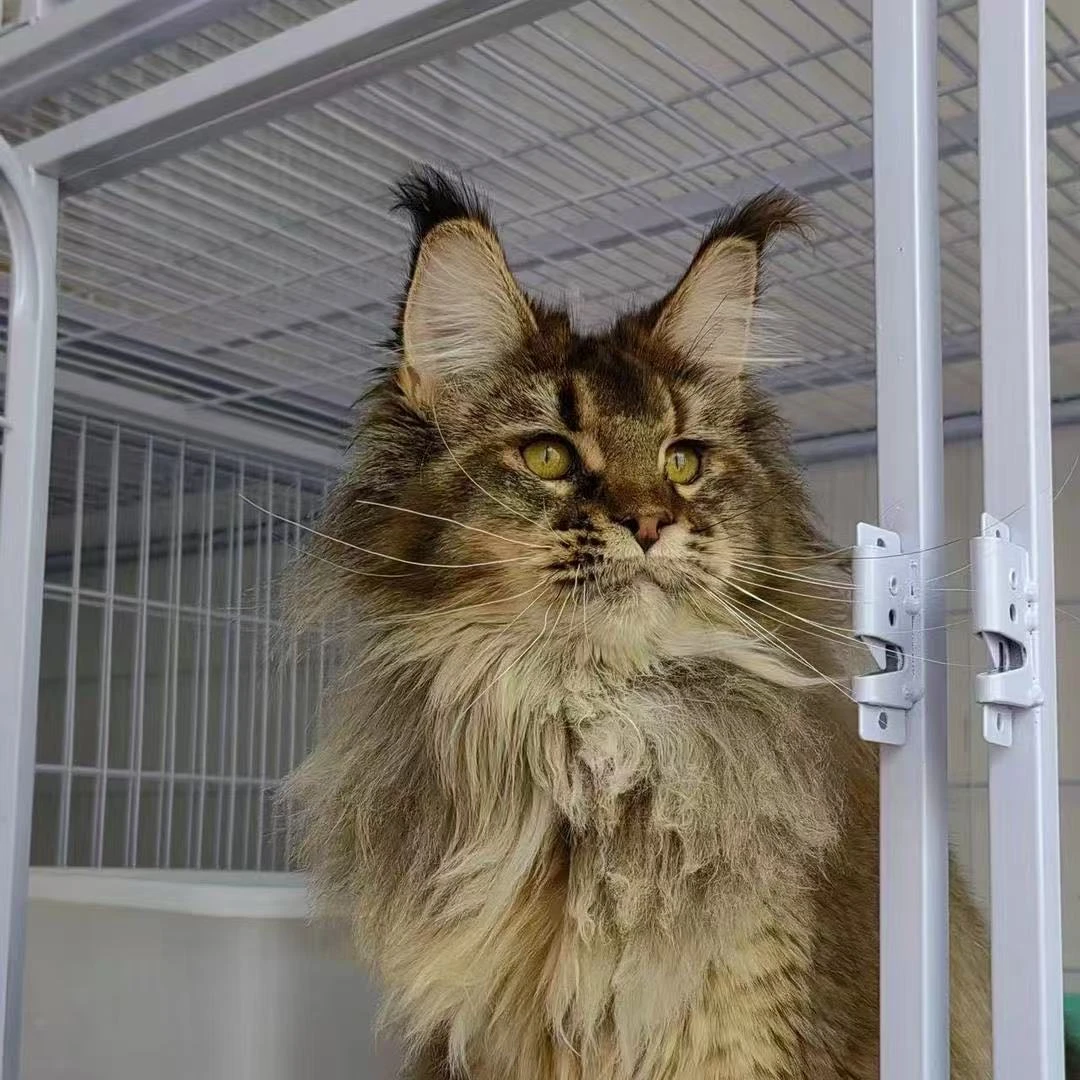 缅因猫咪宠物活体2号链接