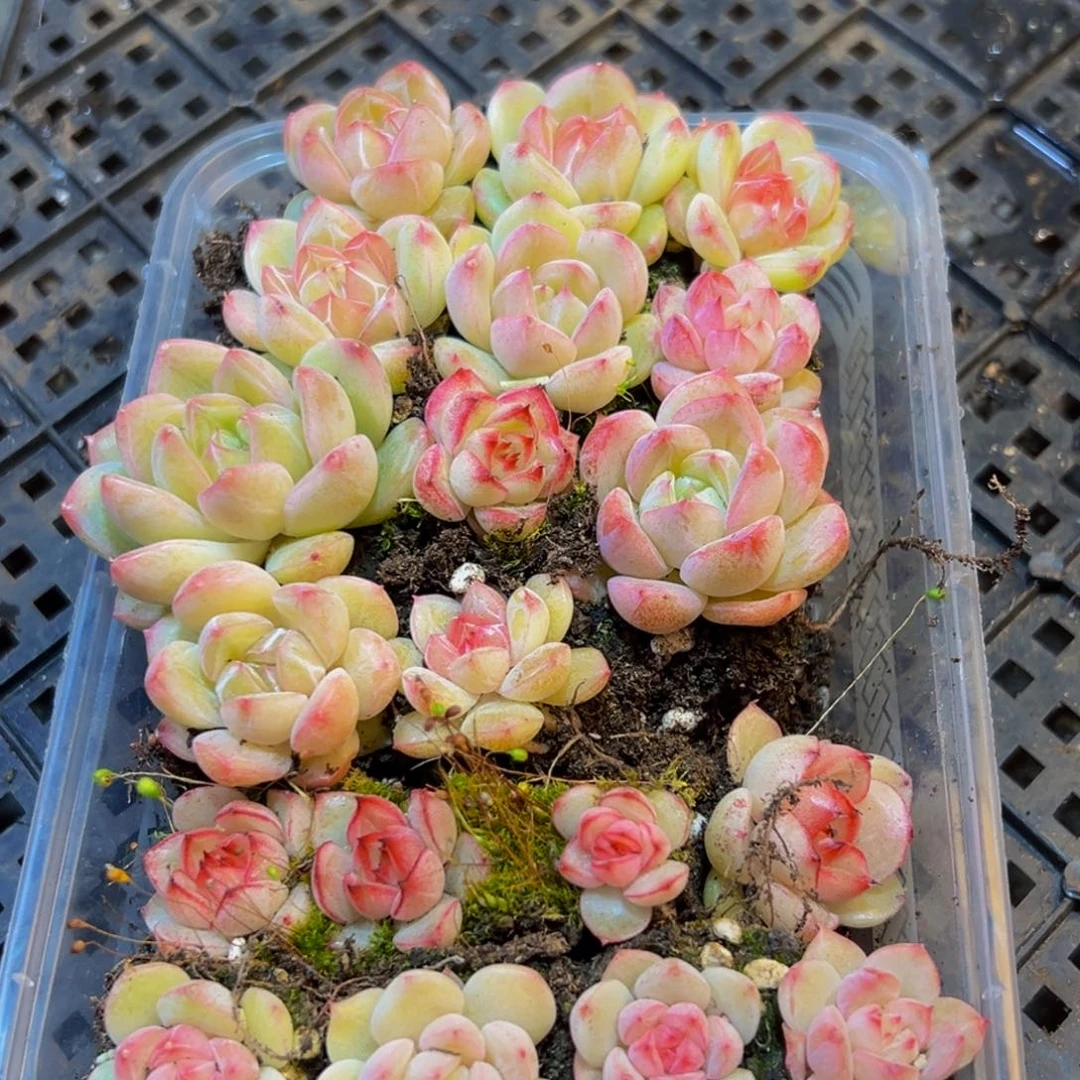 909多肉葡萄的味道