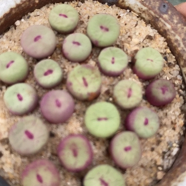 贝特分小红嘴一颗