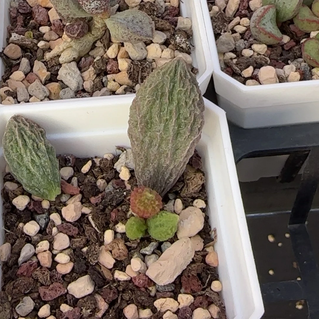 狮子头水泡多肉植物