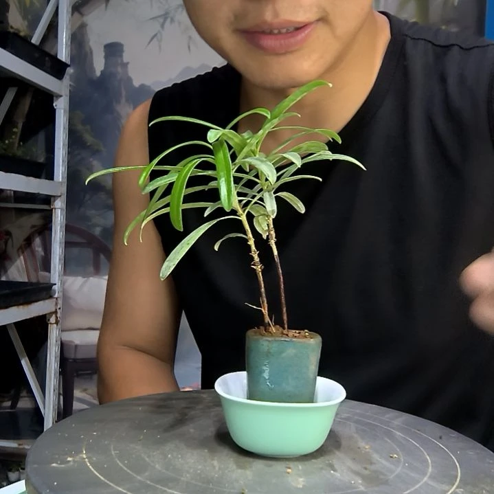 若*?中青园艺一物一拍113