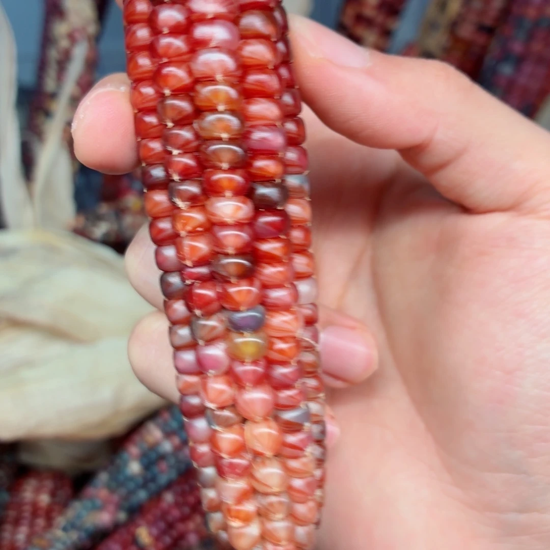 艾***雨吊坠白玉菩提文玩精品文玩精品