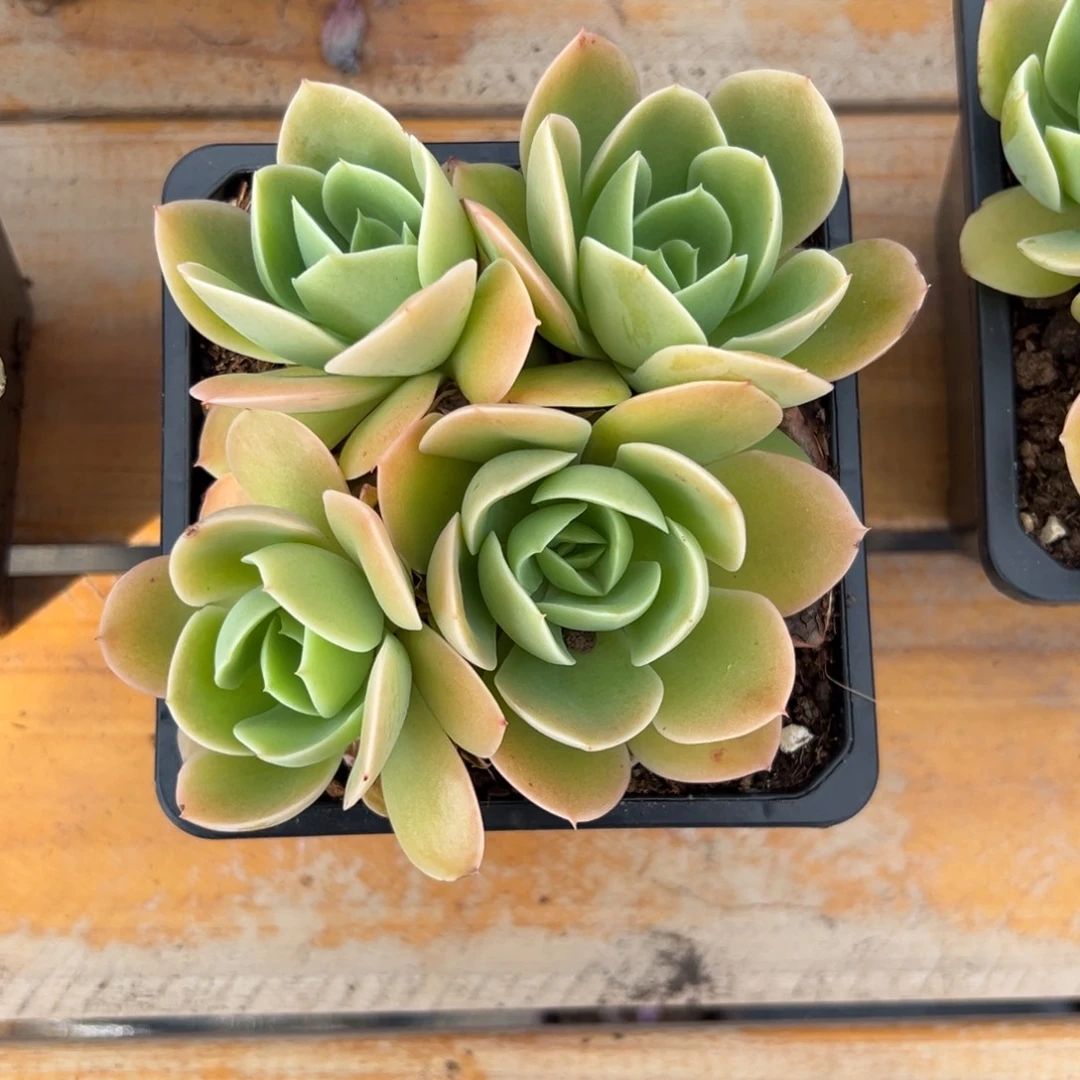 多肉植物小群星娜塔