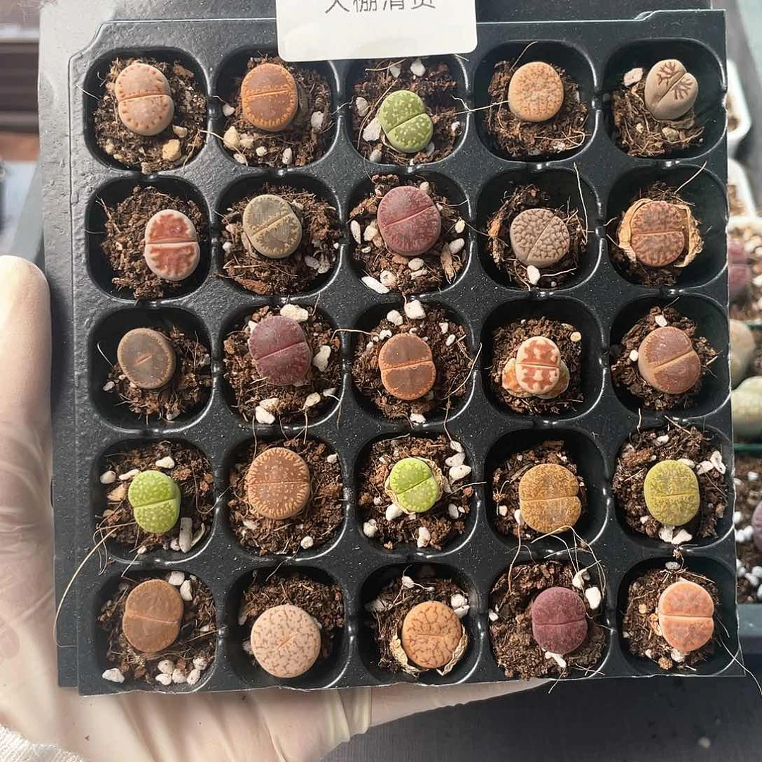 3602大棚清仓甩卖了