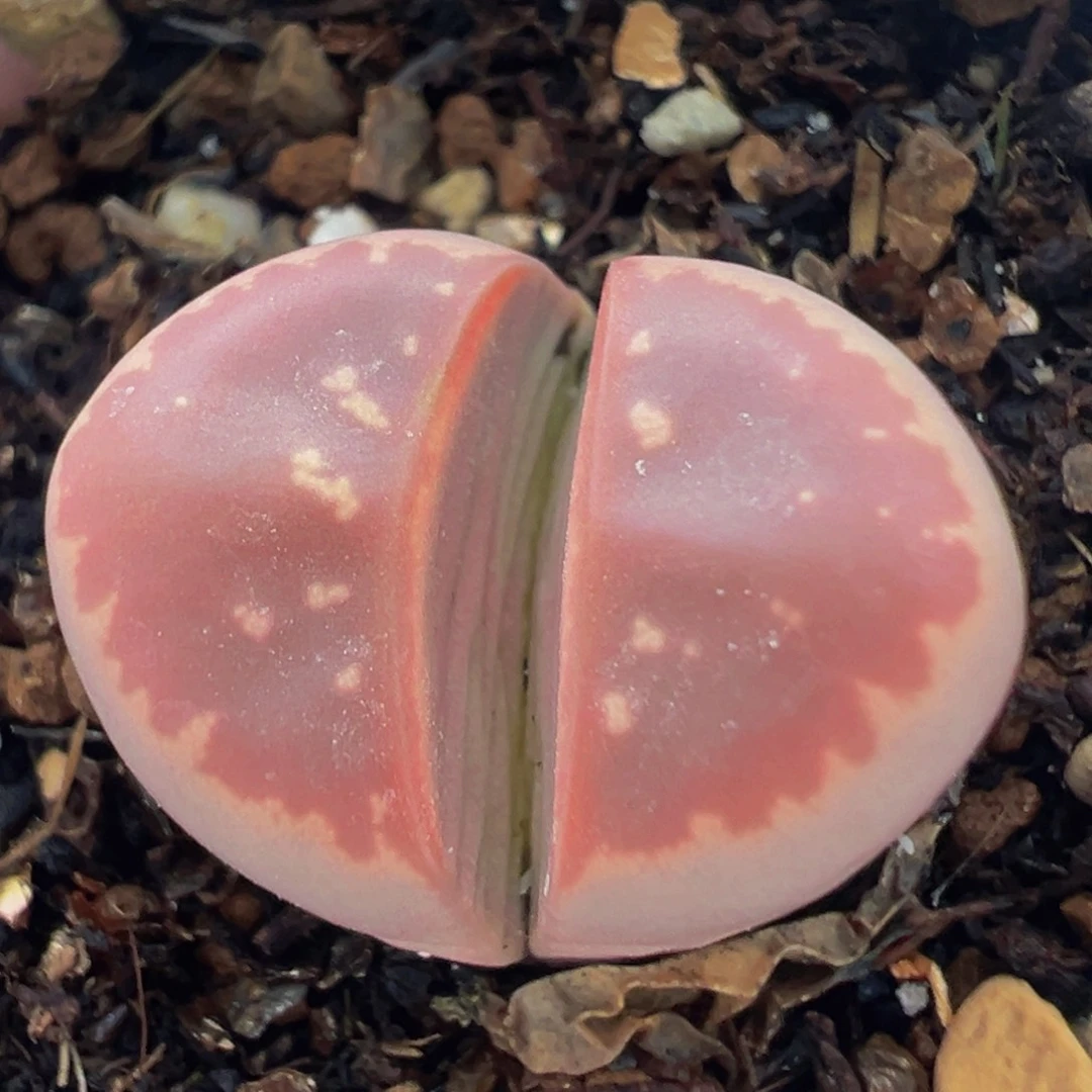 红橄榄多肉植物带盆