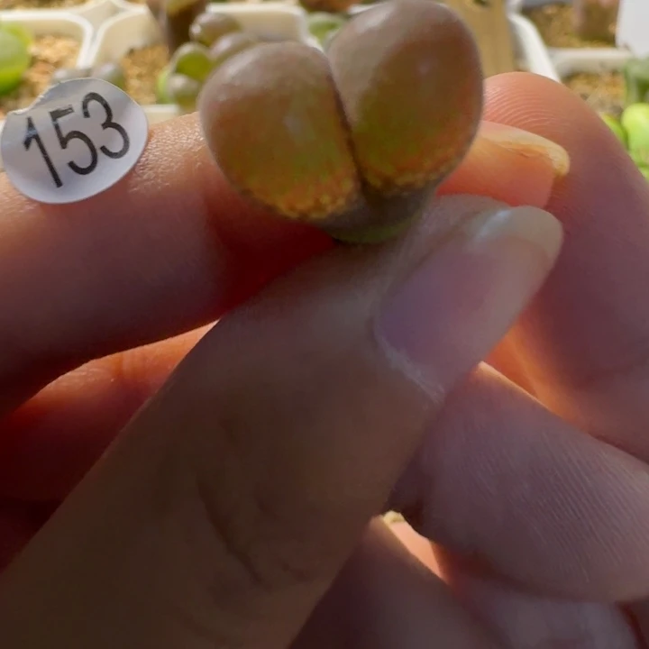 小***盖多肉..........153.....