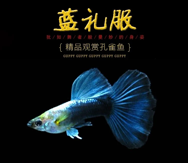 蓝礼服亚成孔雀鱼