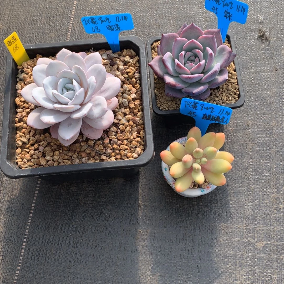 仪***q我们家的小仙女们