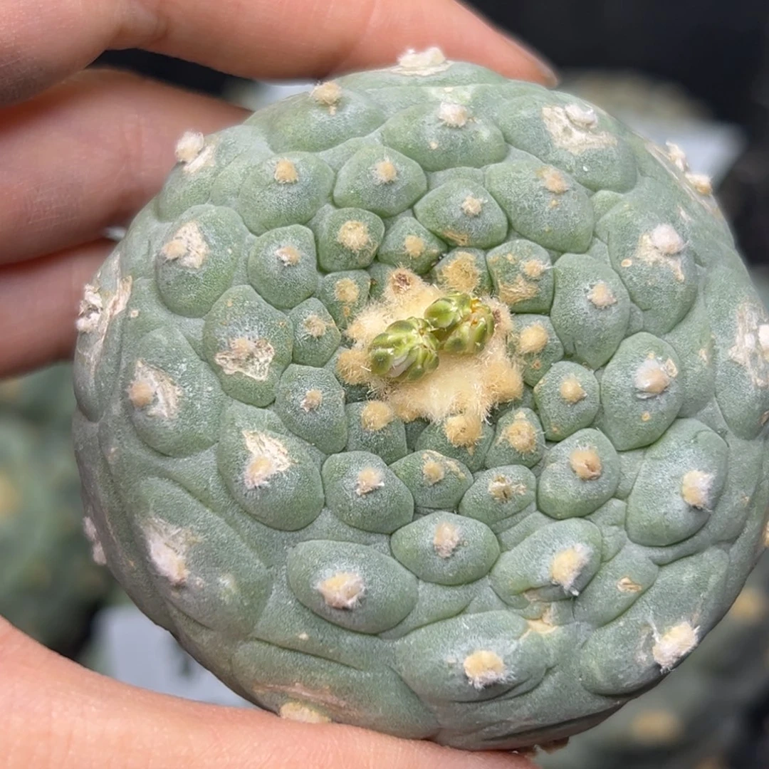 假***意958 有根 仙人球的世界