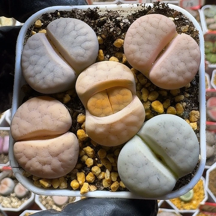 卡***洛生石花1111112。   135