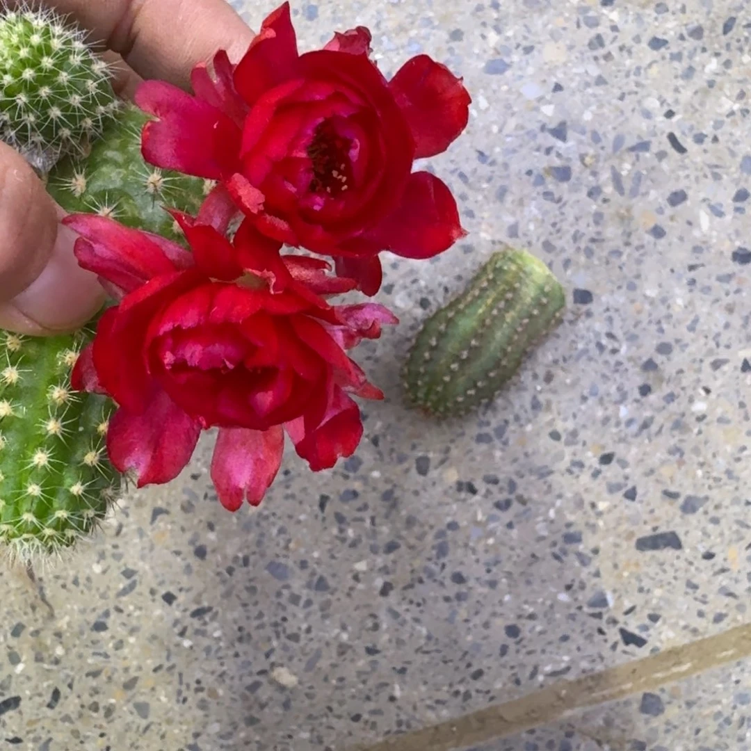 332白檀皇后3个无根侧牙小，20包邮