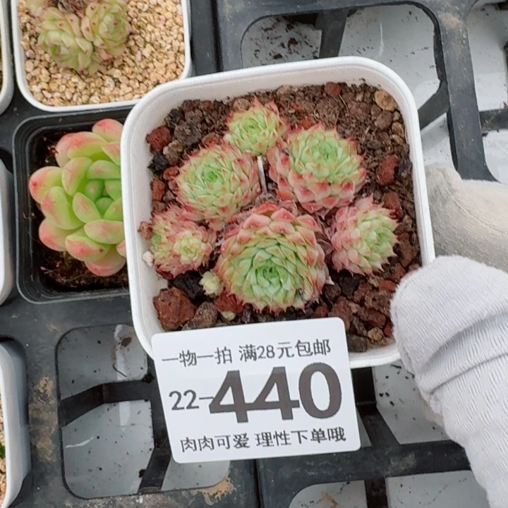 小红梅多肉植物多肉植物