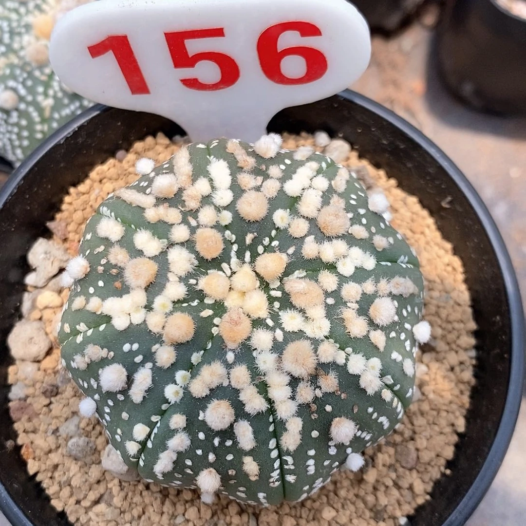 156花园兜系列产品系列