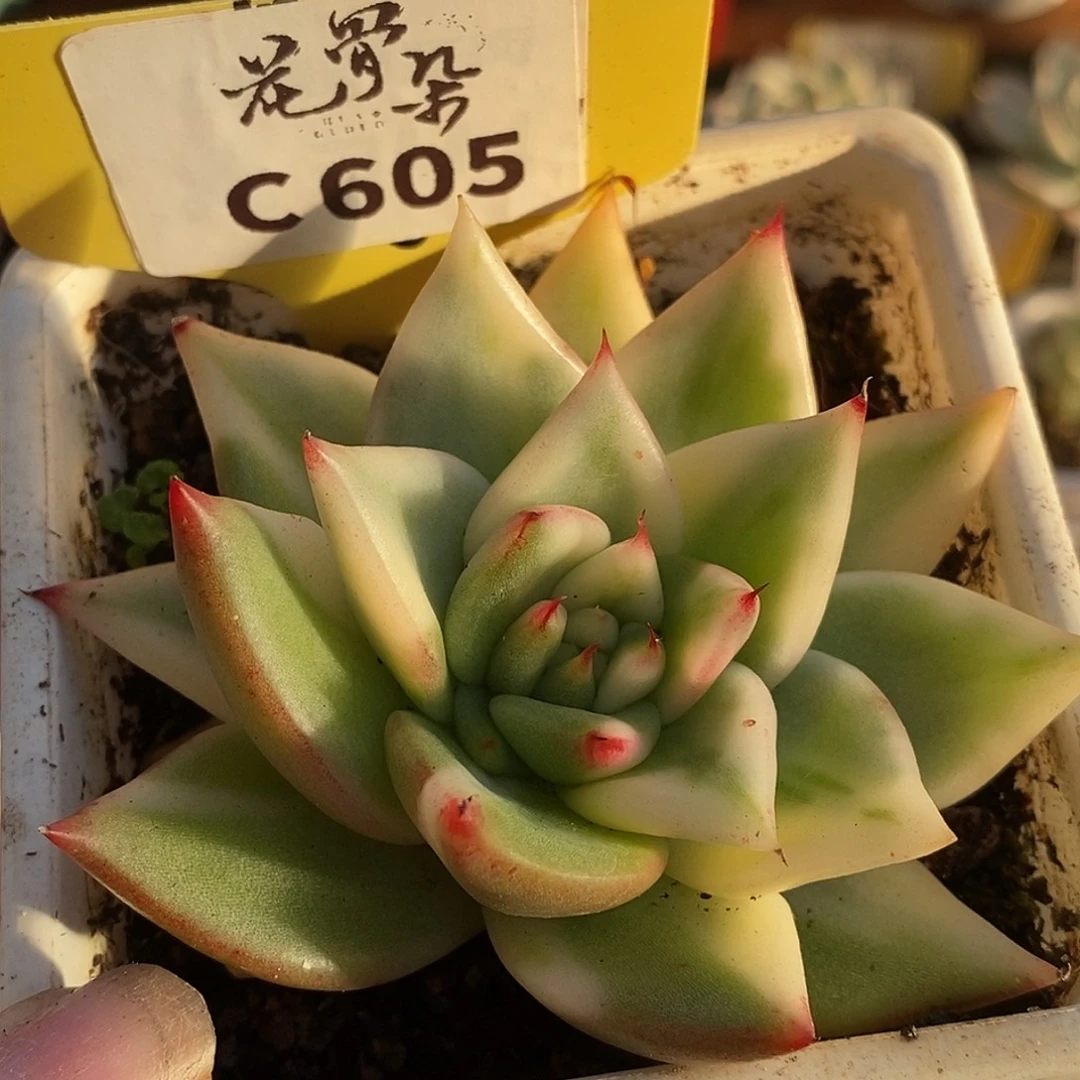 605福利哈哈哈哈哈哈哈哈哈