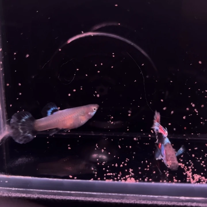 孔雀鱼半月尾彩爆1对