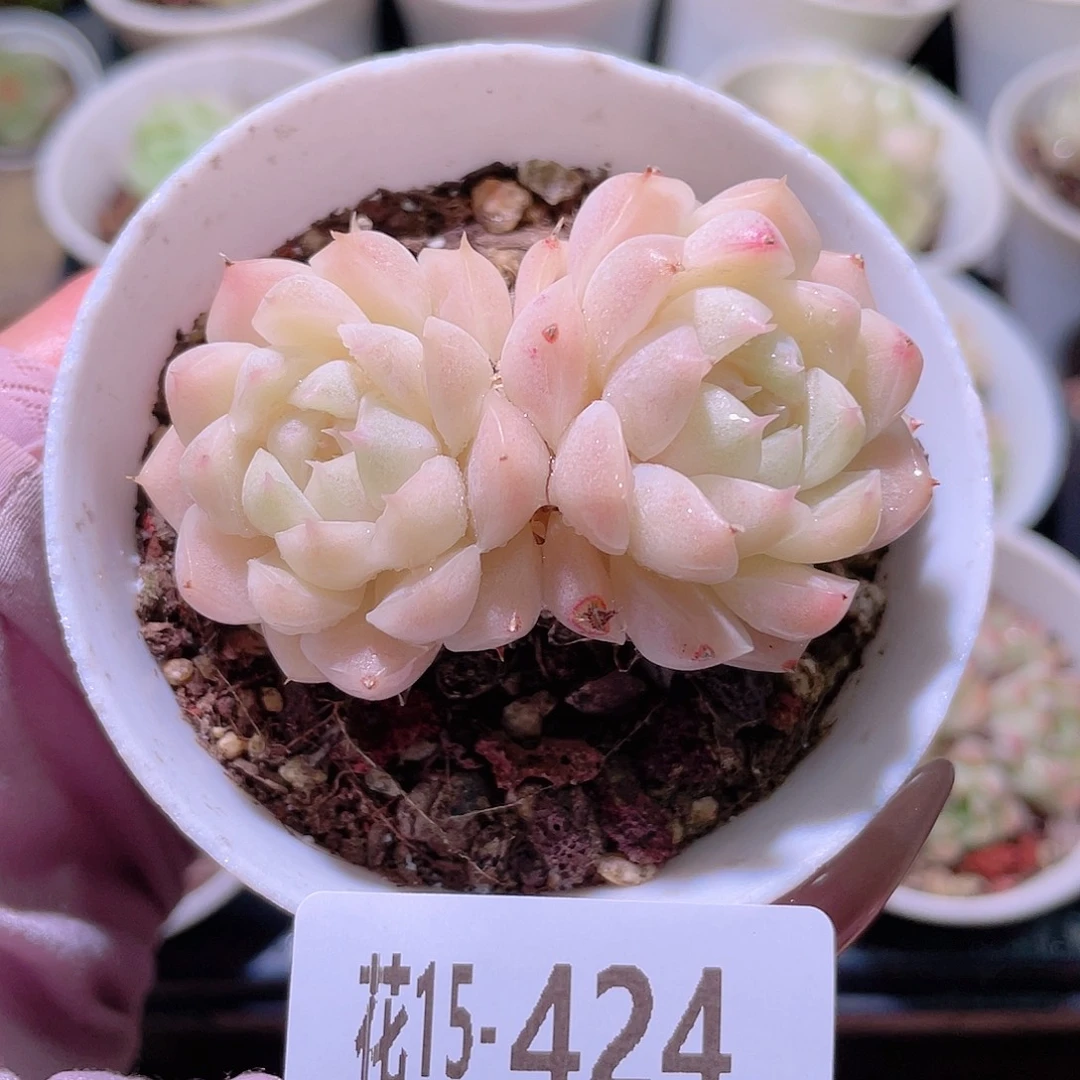 花利美15-424麦秆