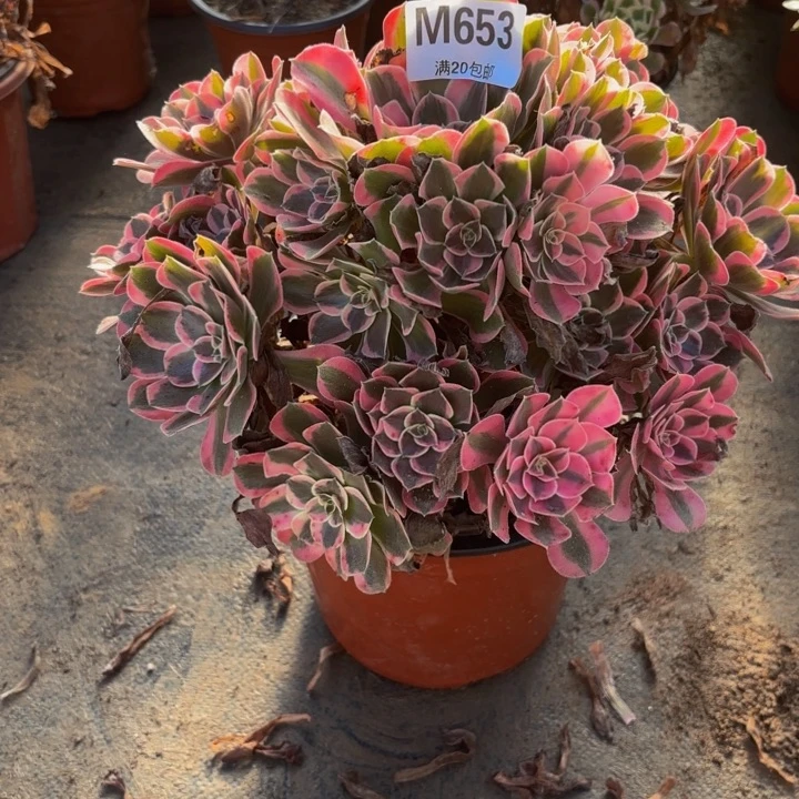 瑞妈多肉园艺653花样年华