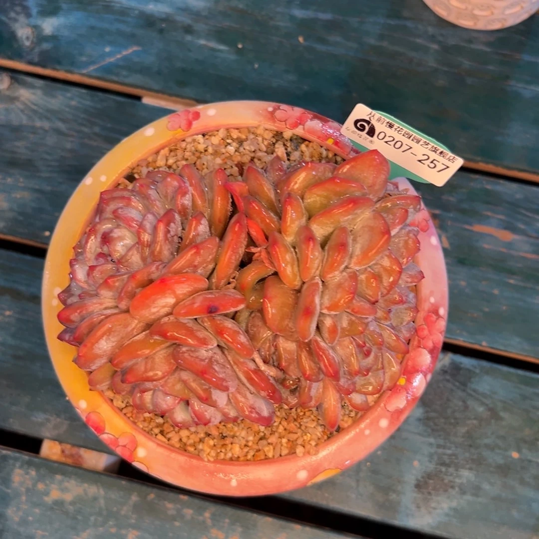 多肉一物一拍编号0207-257