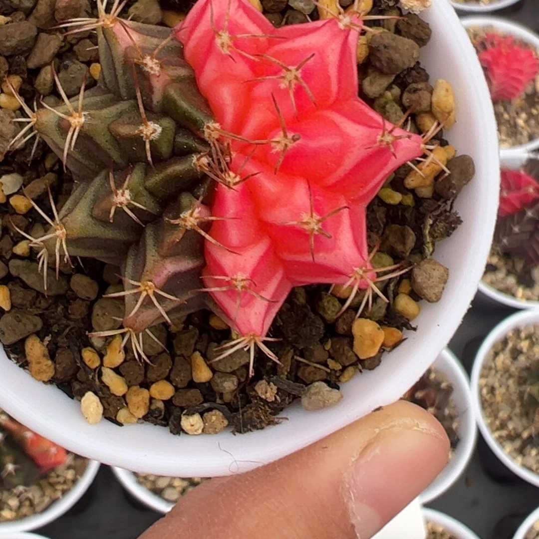 558 好看的米哈冲冲冲