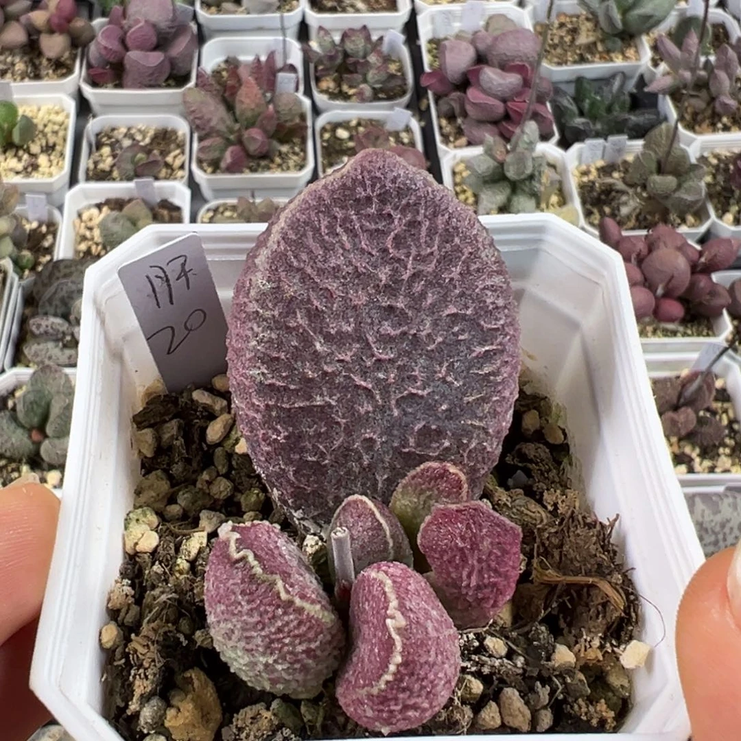 特大母叶哈默猪肝多肉植物水泡
