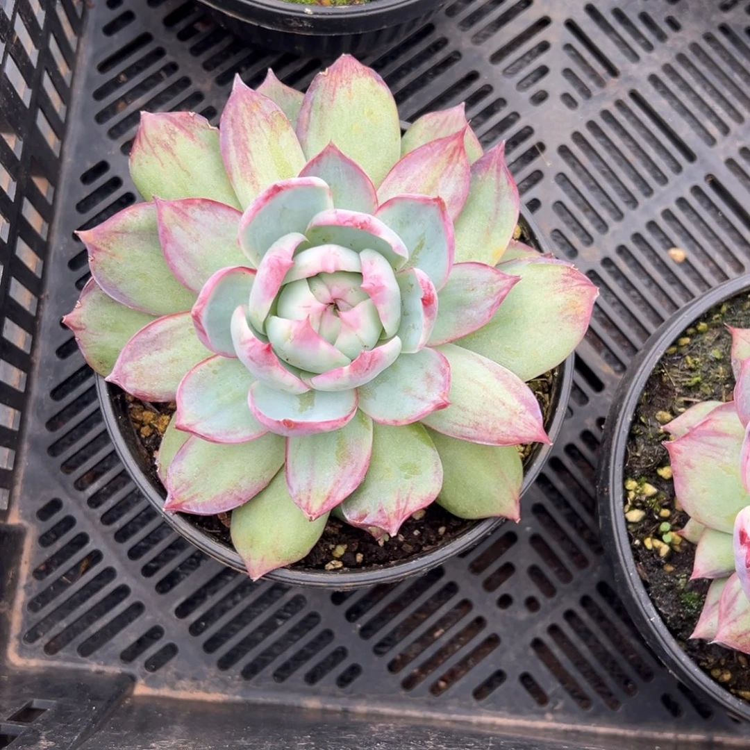 多肉植物单头惊鸿仙子