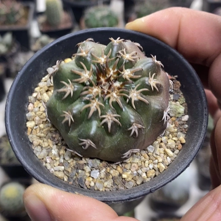 实生猫爪圆盘玉特价