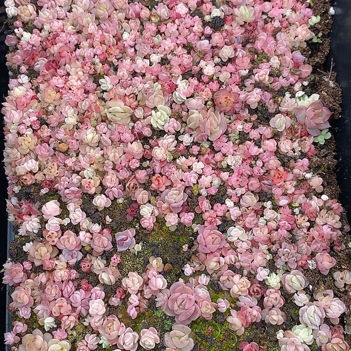 102 多肉植物盆栽花卉植物