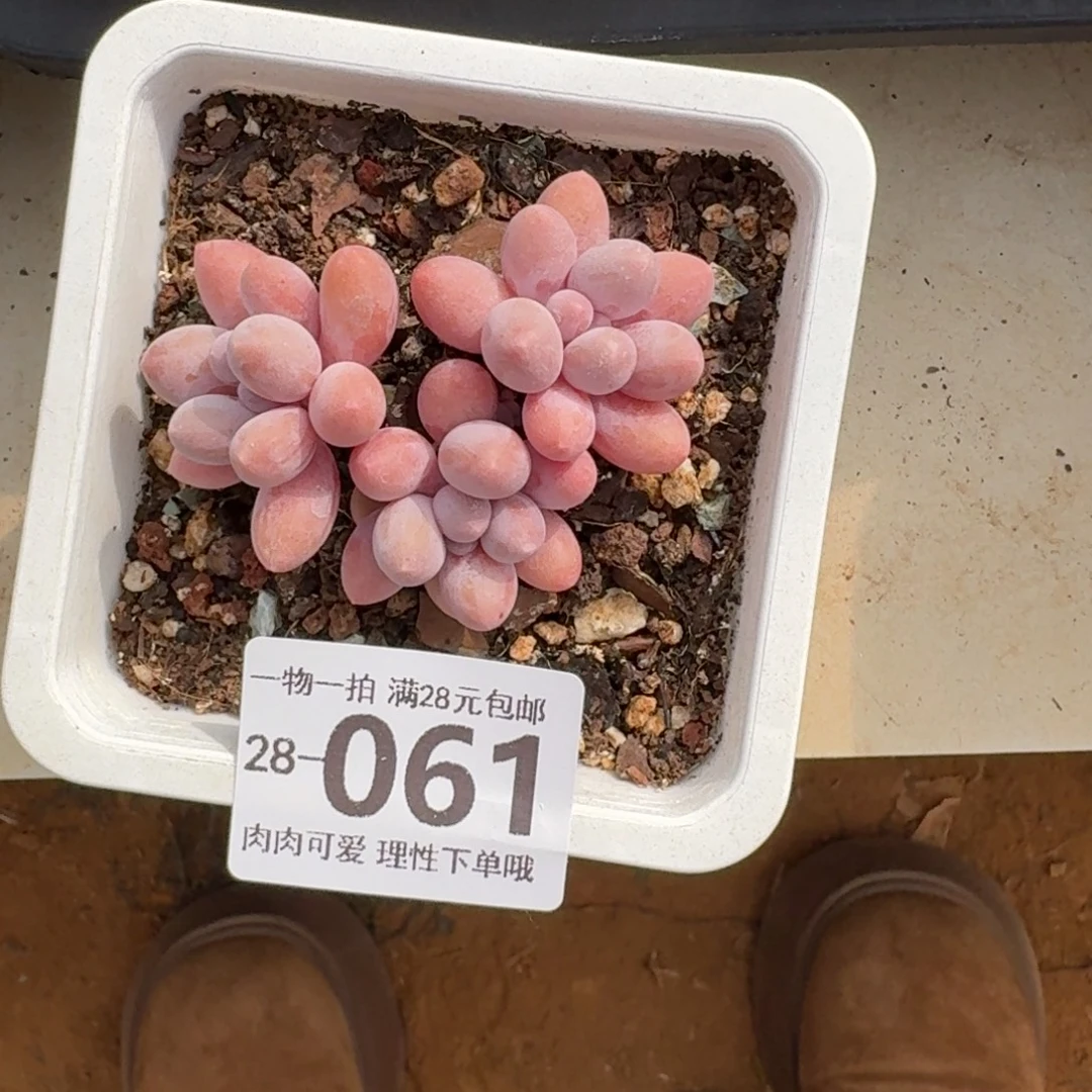 阿****汤圆无盆土发货无