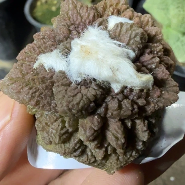 无花朵自根哥怒852